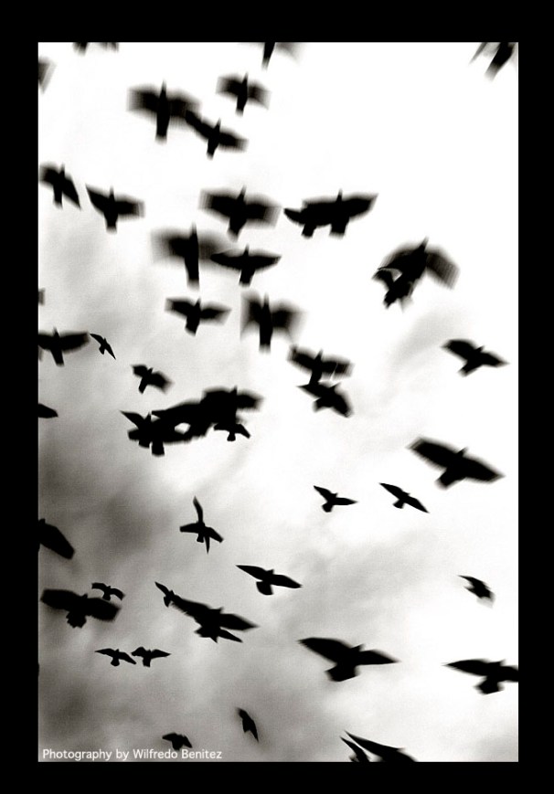 Birds in Flight Corrected copy