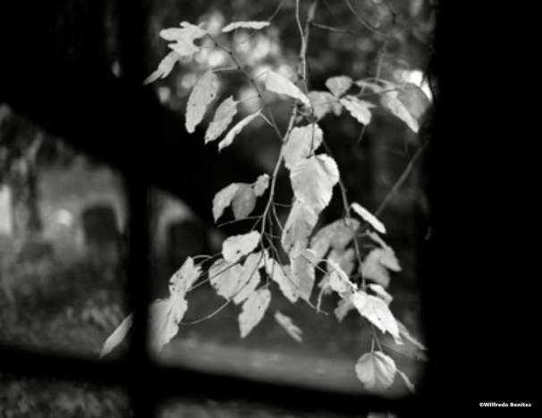 Autumn Leaves-1 copy